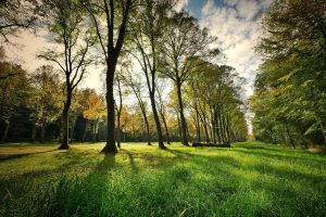 green space with grass and trees